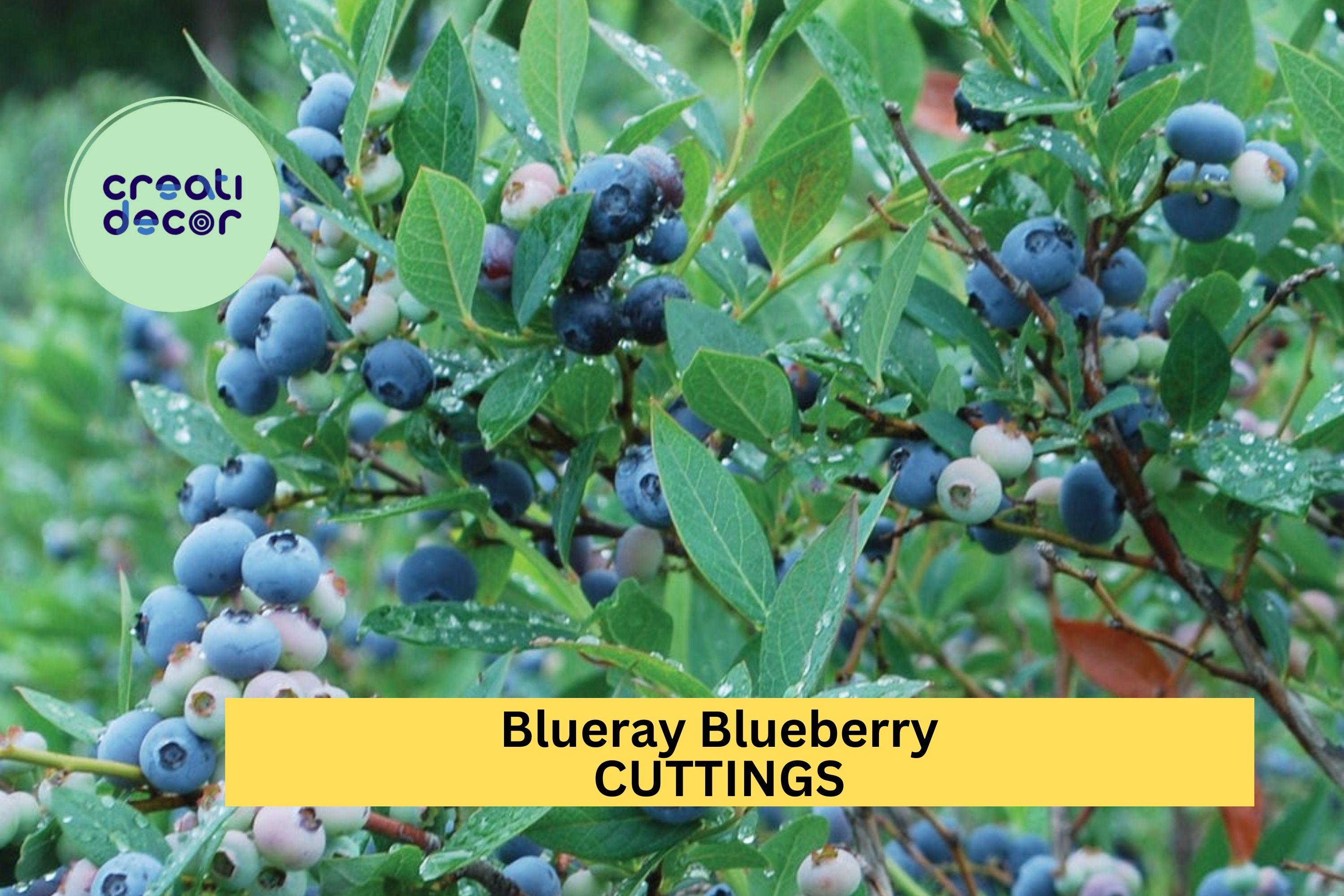 1 Blueray Blueberry Rooted Cutting – One-Year-Old Starter Plant for Garden or Pots – Sweet High-Yield Variety – USA