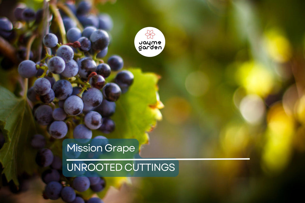 5 Mission Grape Unrooted Cuttings (6-12") - Historic California Variety from 1700s - Ideal for Mediterranean Climates