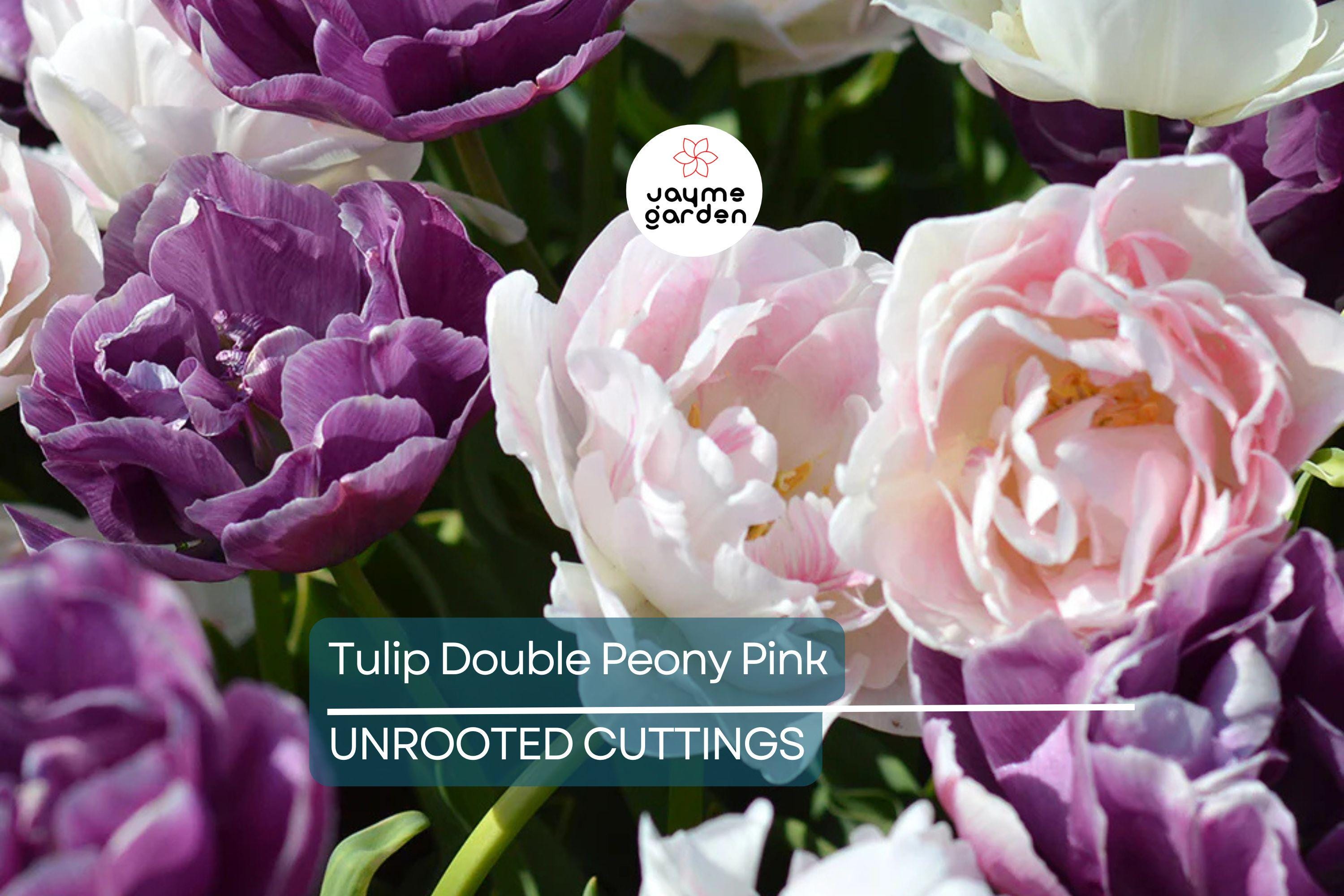 Double Peony Tulip Mix - 6 Pink Angelique & Blue Diamond Bulbs, Peony-Like Blooms, Perfect for Beds and Containers, USDA Zones 3-8