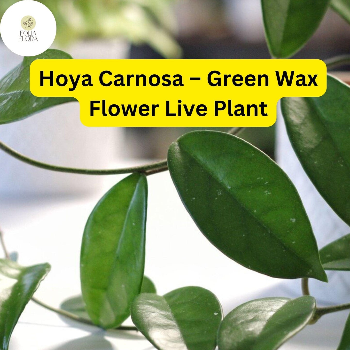 1 Hoya Carnosa – Green Wax Flower Live Plant 5" in 3” Pot – Easy-Care Porcelain Flower Houseplant