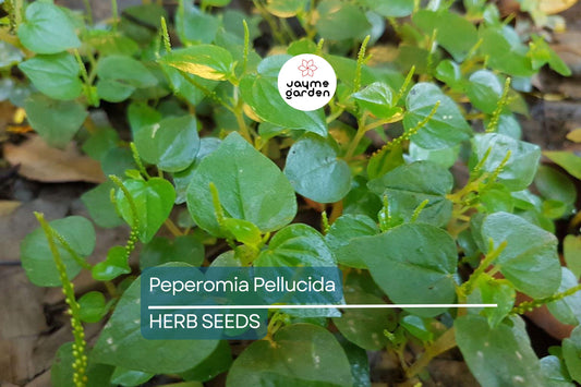 200+ Peperomia Pellucida Seeds - 6" Fresh USA Seller - Rau Cang Cua Krasang Teap