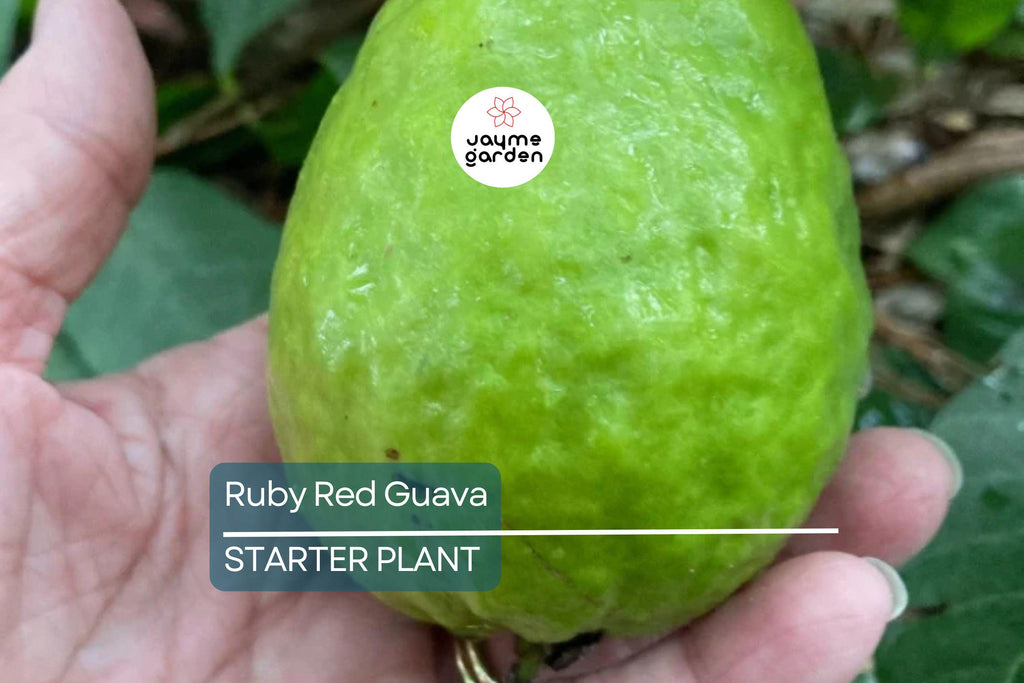 Ruby Red Guava Tree | 8"-10" Tropical Live Plant | Ready to Plant Fruit Tree | Easy to Grow | Subtropical & Tropical Zones