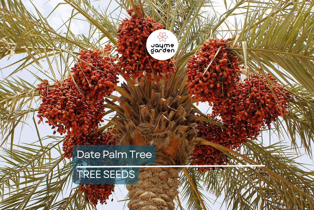 5 Date Palm Tree Seeds (Phoenix dactylifera) – Edible Fruit, Hardy to Zone 8