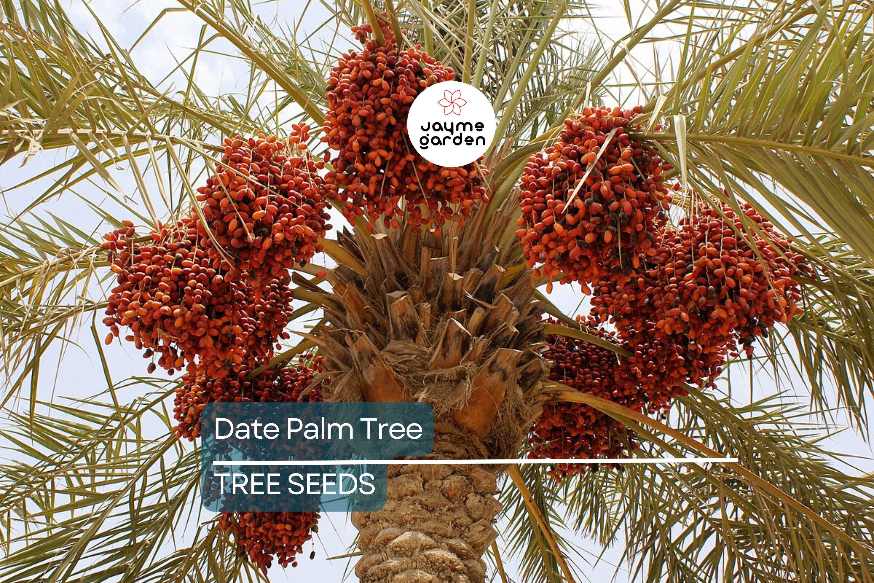 5 Date Palm Tree Seeds (Phoenix dactylifera) – Edible Fruit, Hardy to Zone 8