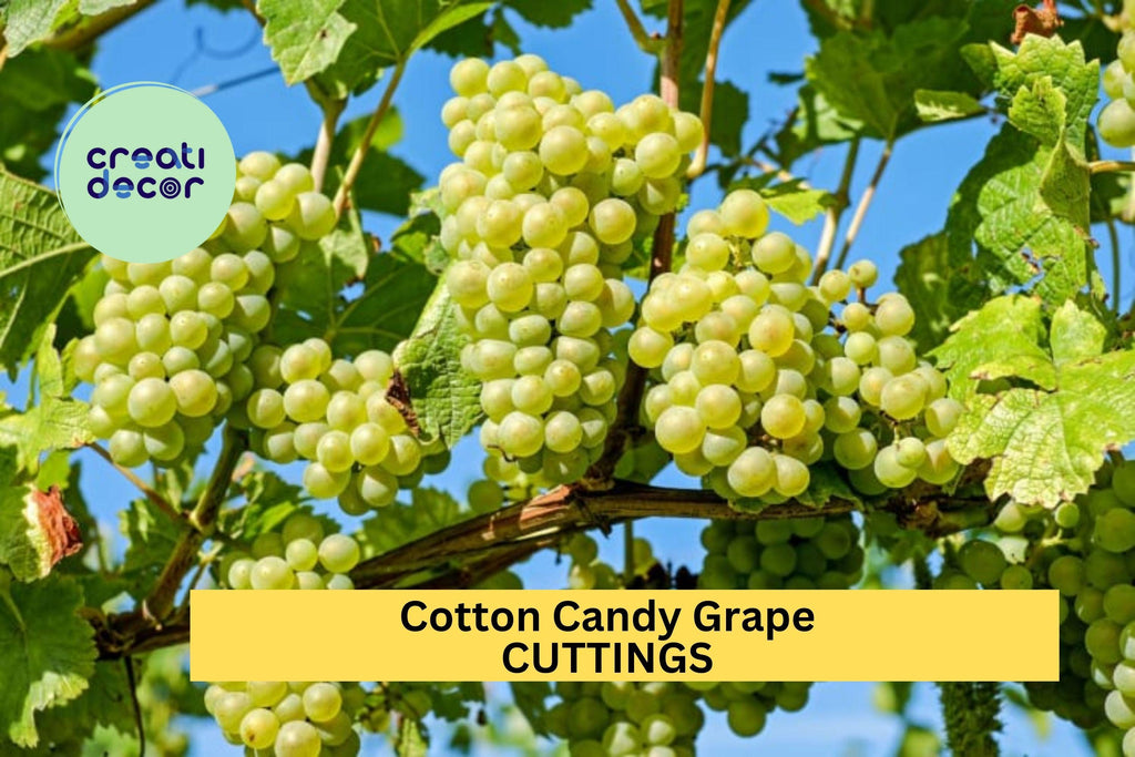 5 Cotton Candy Grape Cuttings – Very Rare Variety for Rooting or Grafting, Sweet Flavor & Easy to Grow – Unrooted Stems – USA