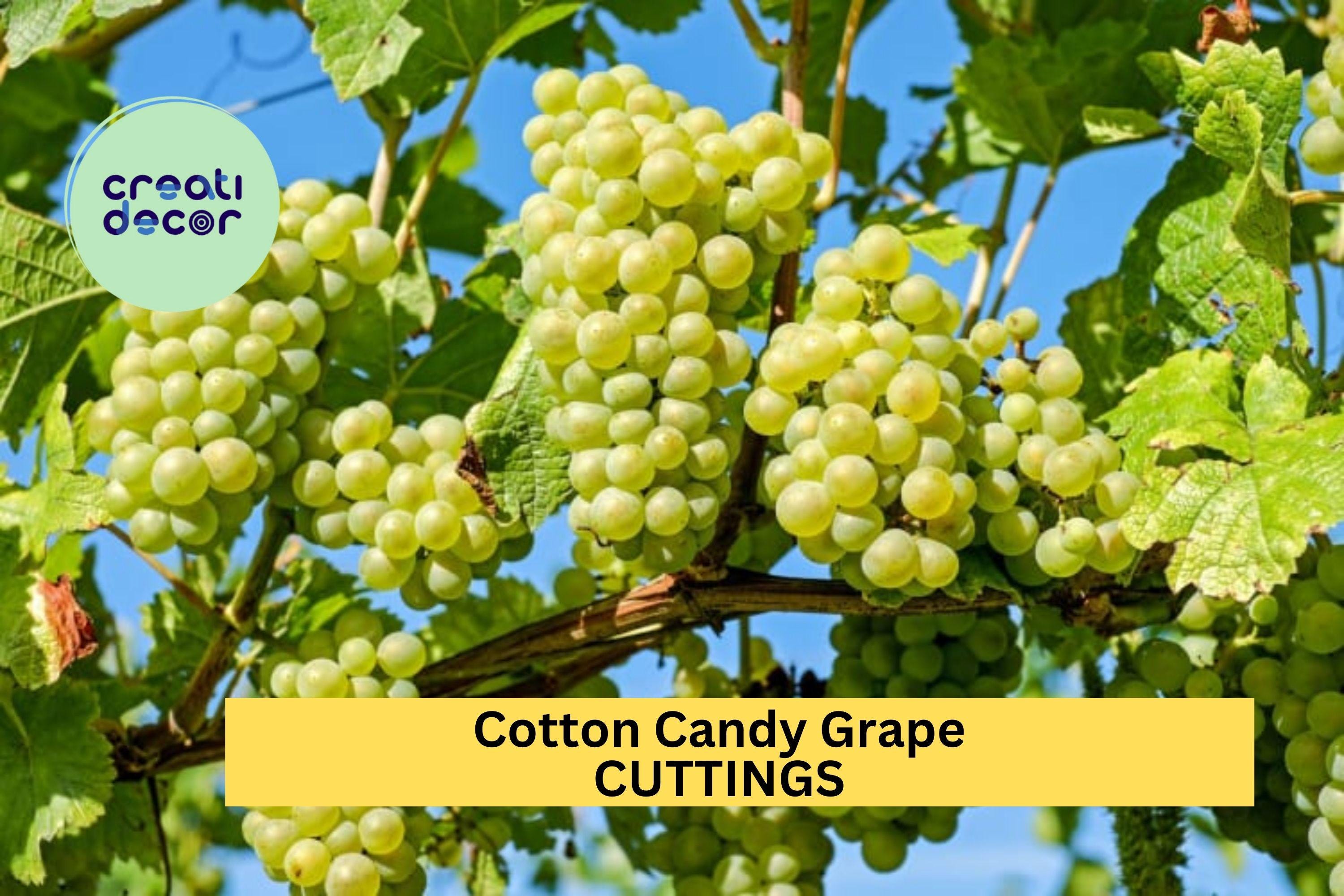 5 Cotton Candy Grape Cuttings – Very Rare Variety for Rooting or Grafting, Sweet Flavor & Easy to Grow – Unrooted Stems – USA