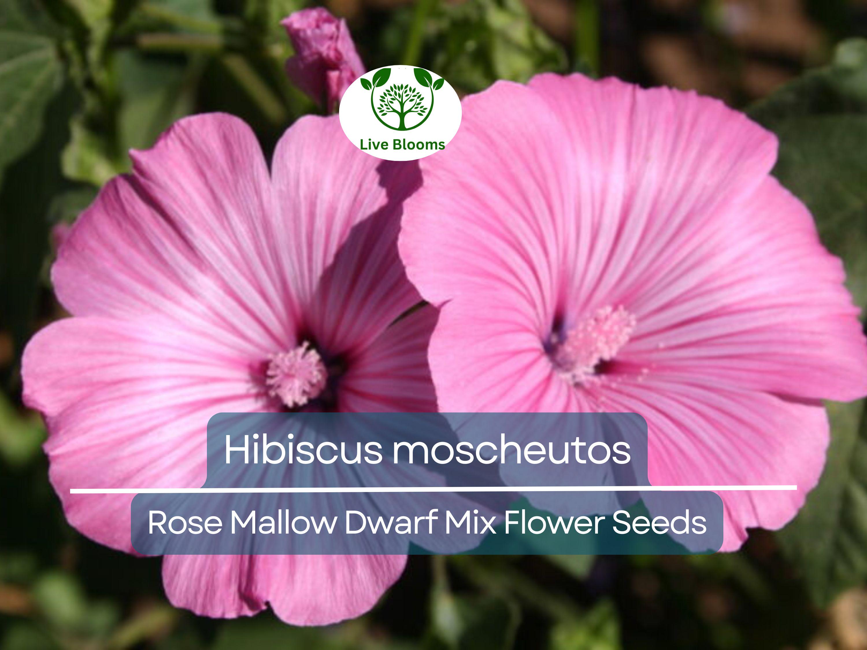 40 Seeds Rose Mallow Dwarf Mix (Hibiscus moscheutos) - Colorful Perennial Flower, Compact, Ideal for Gardens, Attracts Pollinators