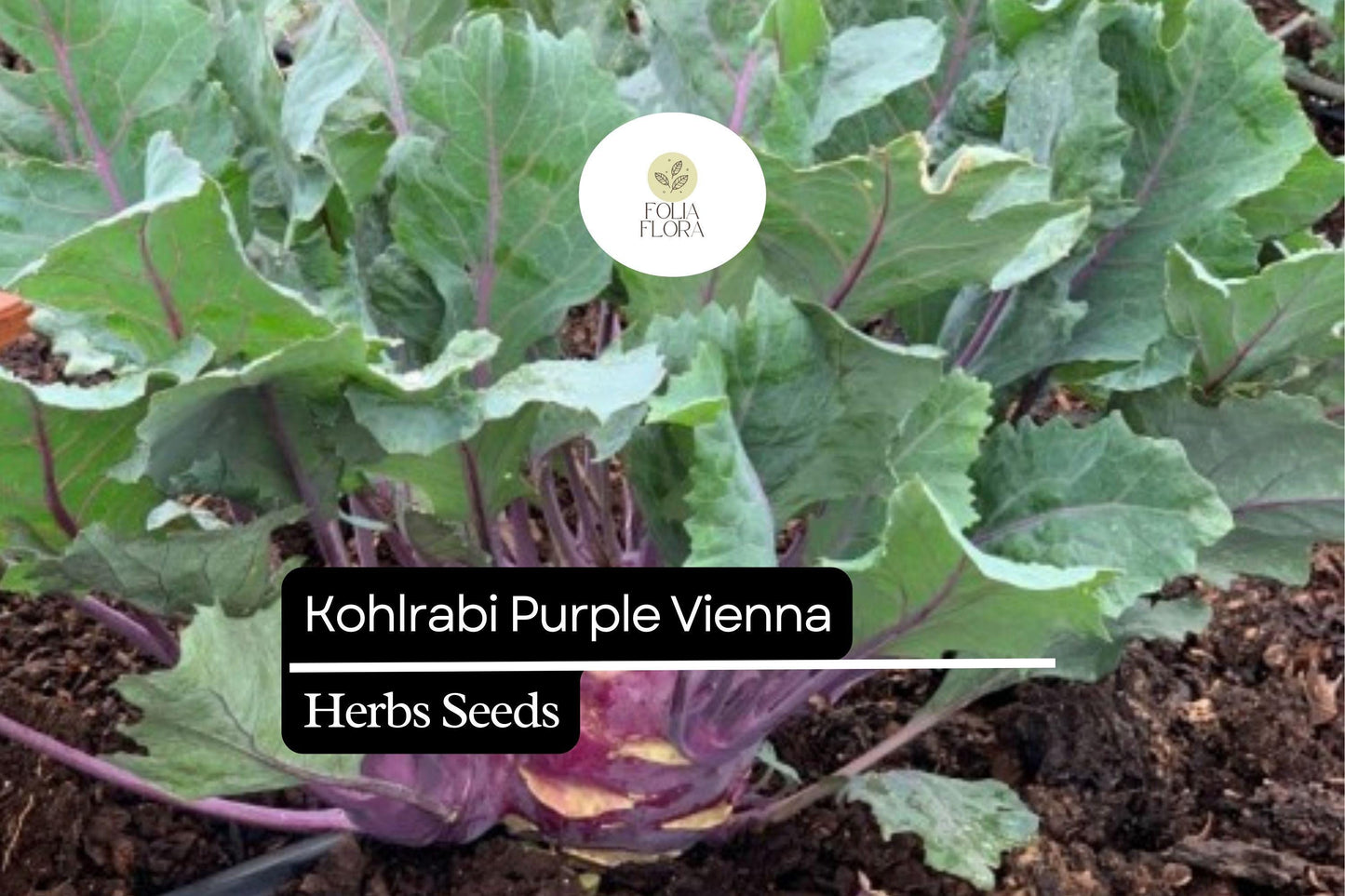500 Purple Vienna Kohlrabi Seeds – Heirloom, Crisp & Sweet, Non-GMO, Cold Hardy, Easy to Grow