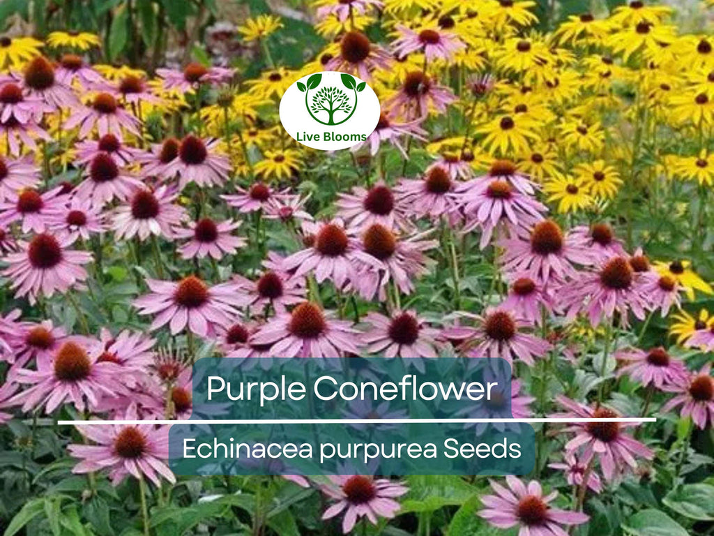 200 Seeds Purple Coneflower Echinacea Purpurea Perennial Pollinator Flowers Non-GMO, Hardy, Cut Flowers, Easy to Grow, Garden Plant