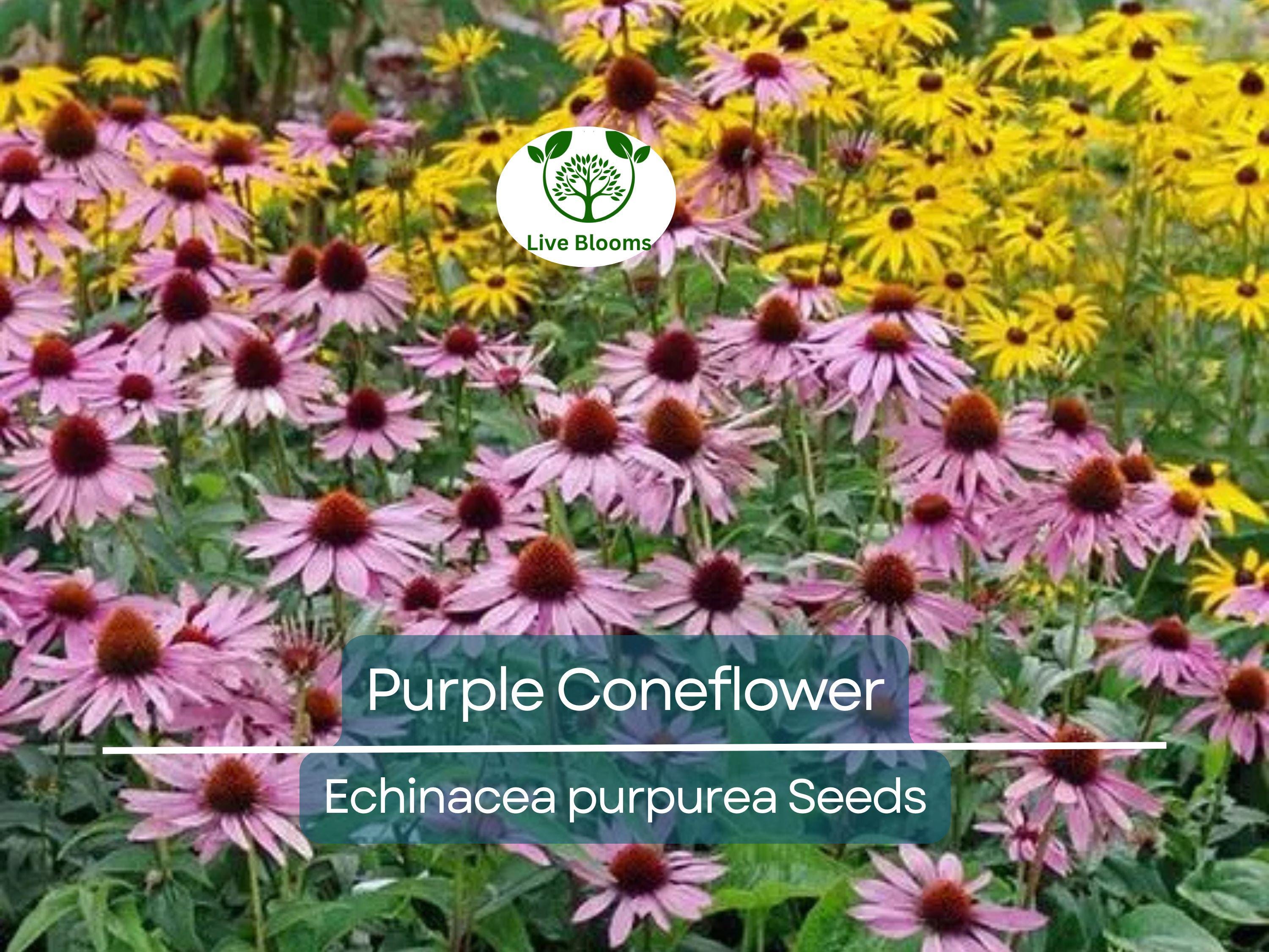200 Seeds Purple Coneflower Echinacea Purpurea Perennial Pollinator Flowers Non-GMO, Hardy, Cut Flowers, Easy to Grow, Garden Plant