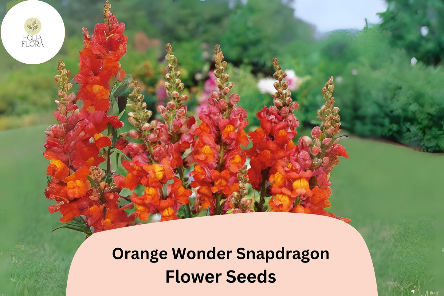 Antirrhinum majus Orange Wonder Snapdragon Seeds – 1000+ Vibrant Orange Blooms for Garden & Cut Flowers