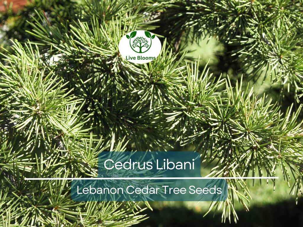 5 Seeds Cedrus Libani (Lebanon Cedar) for Planting - Evergreen Conifer Tree, Drought-Tolerant, Mediterranean Tree, Landscape & Garden Use