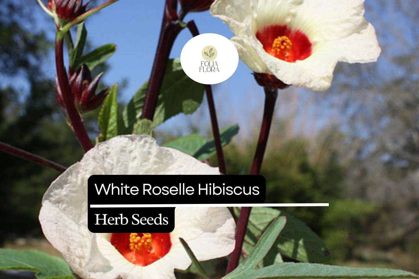 White Roselle Hibiscus Seeds (Hibiscus sabdariffa) | 25 Seeds | Edible Leaves & Calyces | Beautiful White Blooms