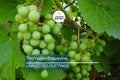 12 Thompson Seedless Grapevine Cuttings | Fresh & Rootable | Edible, Cold and Drought Resistant | Fast Growing Vines