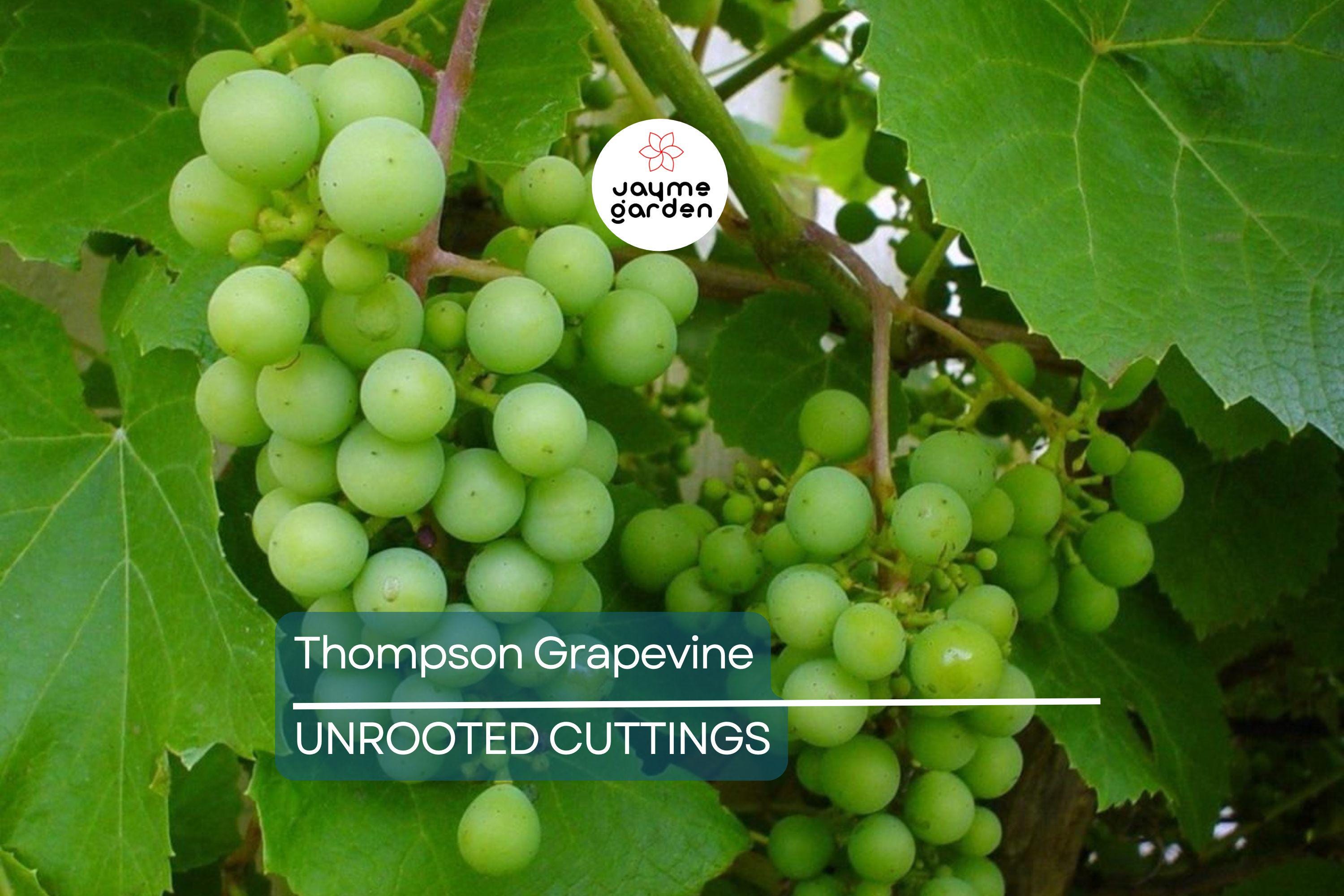 12 Thompson Seedless Grapevine Cuttings | Fresh & Rootable | Edible, Cold and Drought Resistant | Fast Growing Vines