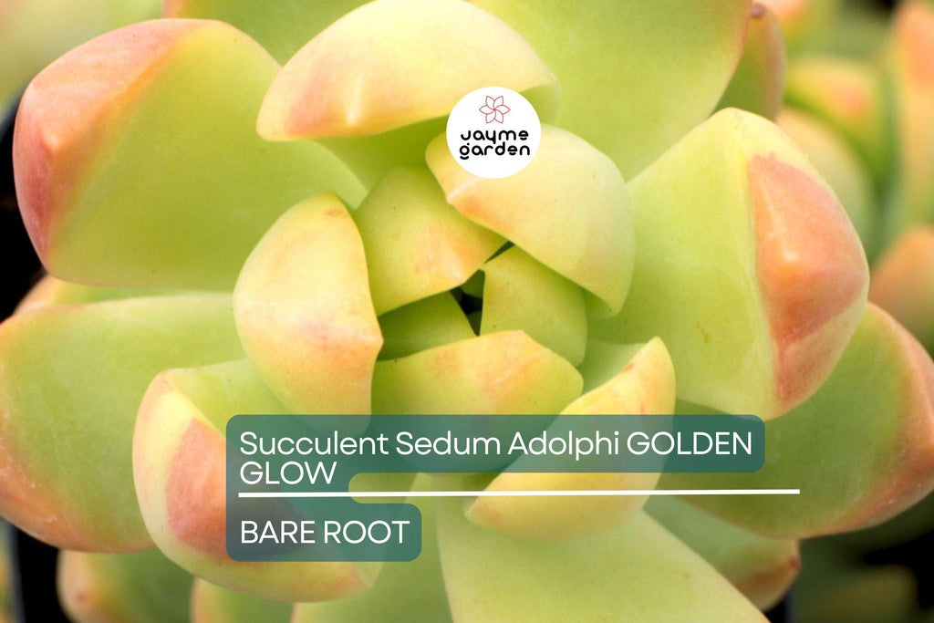 Sedum Adolphi Golden Glow - 3 Live Cuttings, Yellow-Green Rosettes, Orange-Red Highlights, Perfect for Succulent Gardens