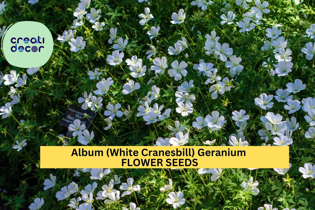 25+ Album White Cranesbill Geranium Seeds – Pure White Perennial Blooms for Garden Planting, Shade-Tolerant Groundcover – USA