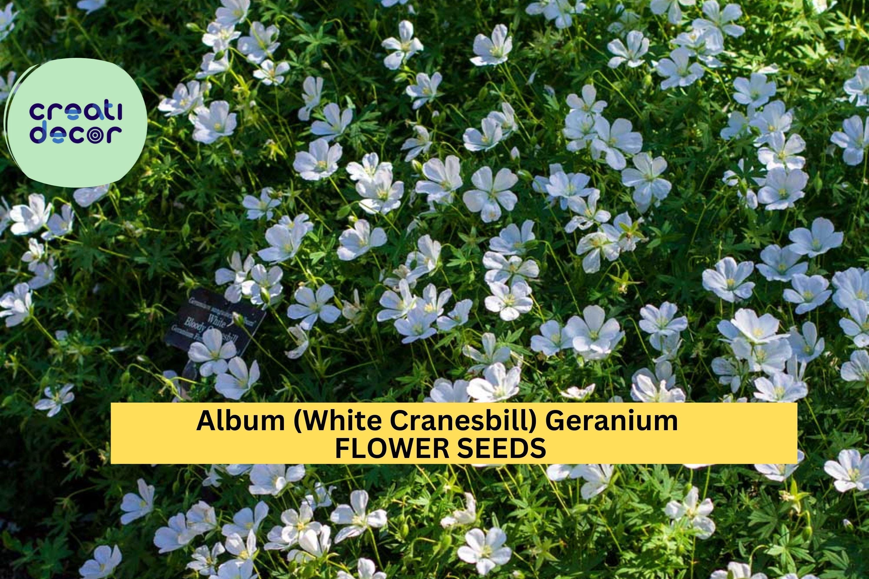 25+ Album White Cranesbill Geranium Seeds – Pure White Perennial Blooms for Garden Planting, Shade-Tolerant Groundcover – USA