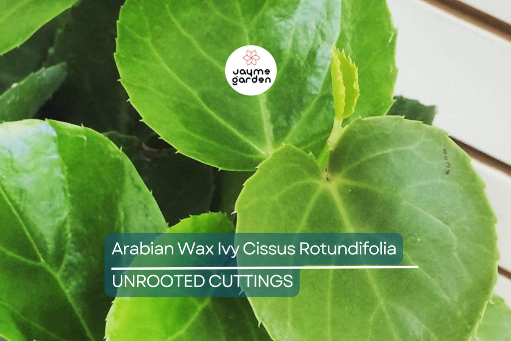 RARE Arabian Wax Ivy (Cissus Rotundifolia) Unrooted Cutting - Unique Live Houseplant Starter for Indoor Decor & Easy Care