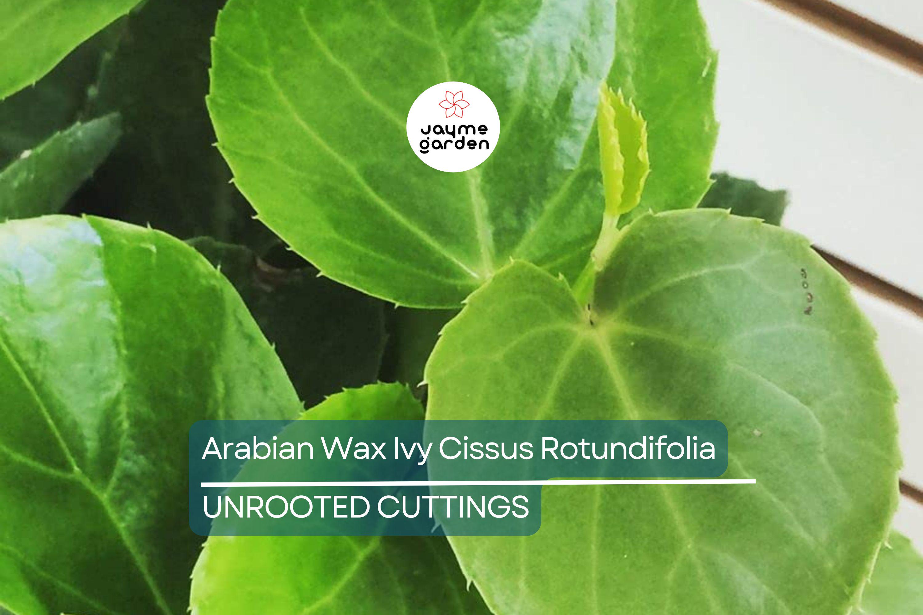 RARE Arabian Wax Ivy (Cissus Rotundifolia) Unrooted Cutting - Unique Live Houseplant Starter for Indoor Decor & Easy Care