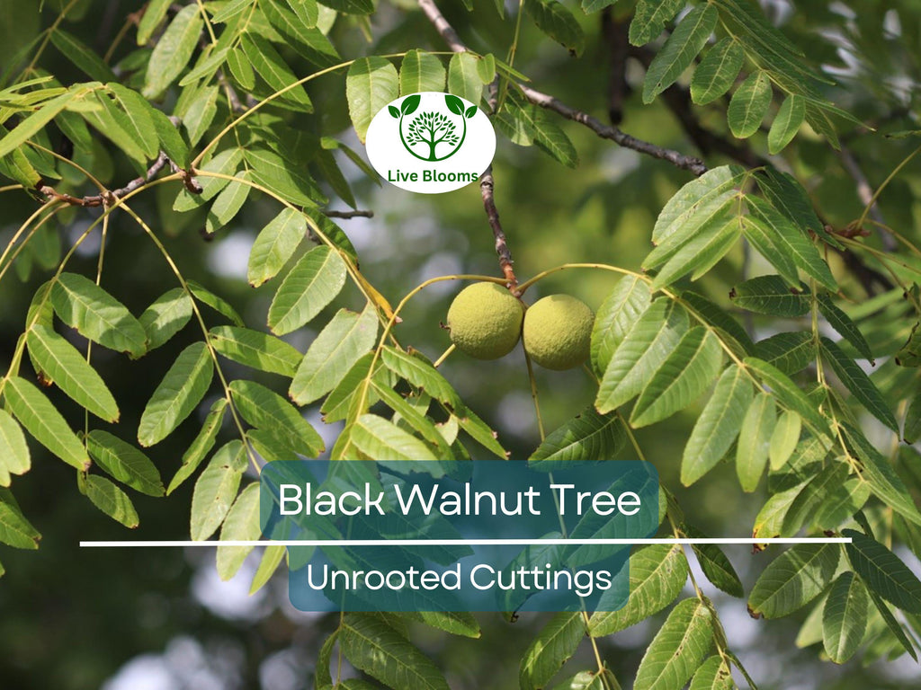 16 Black Walnut Tree Unrooted Cuttings - Juglans Nigra, Edible Nut, Wildlife-Friendly, Propagation Cuttings for Growing, Hardy Tree Scions