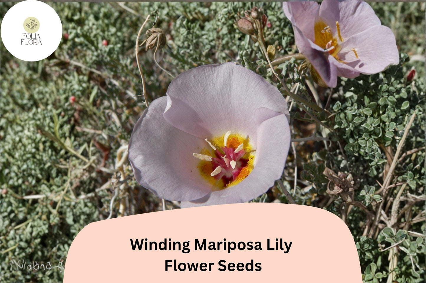 30 Calochortus flexuosus Seeds | Winding Mariposa Lily | Native Pink Wildflower for Rock & Desert Gardens