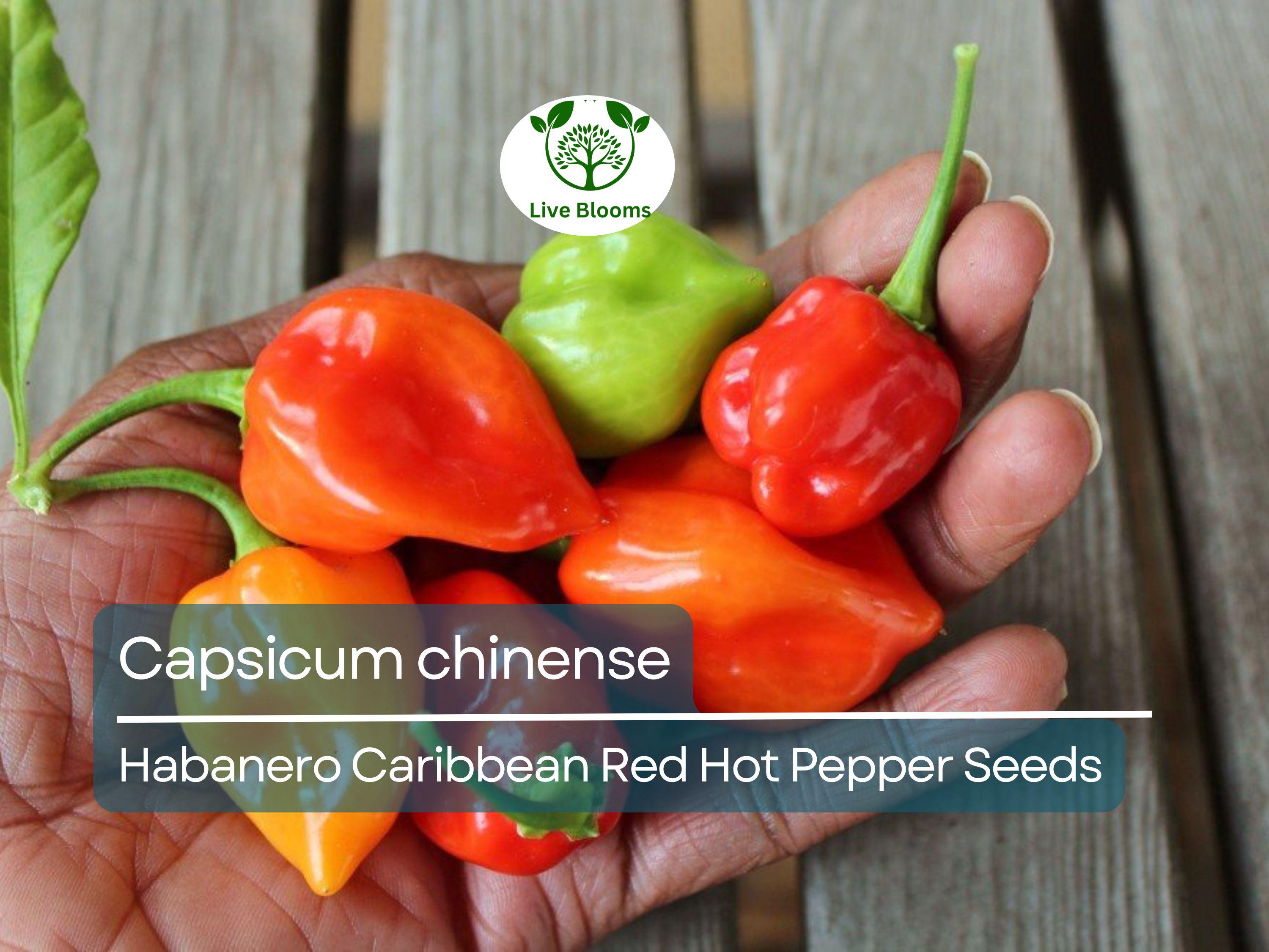 250 mg Habanero Caribbean Red Hot Pepper Seeds - Capsicum chinense | Heirloom Extra-Hot Pepper Seeds for Planting, Spicy Cooking & Gardens