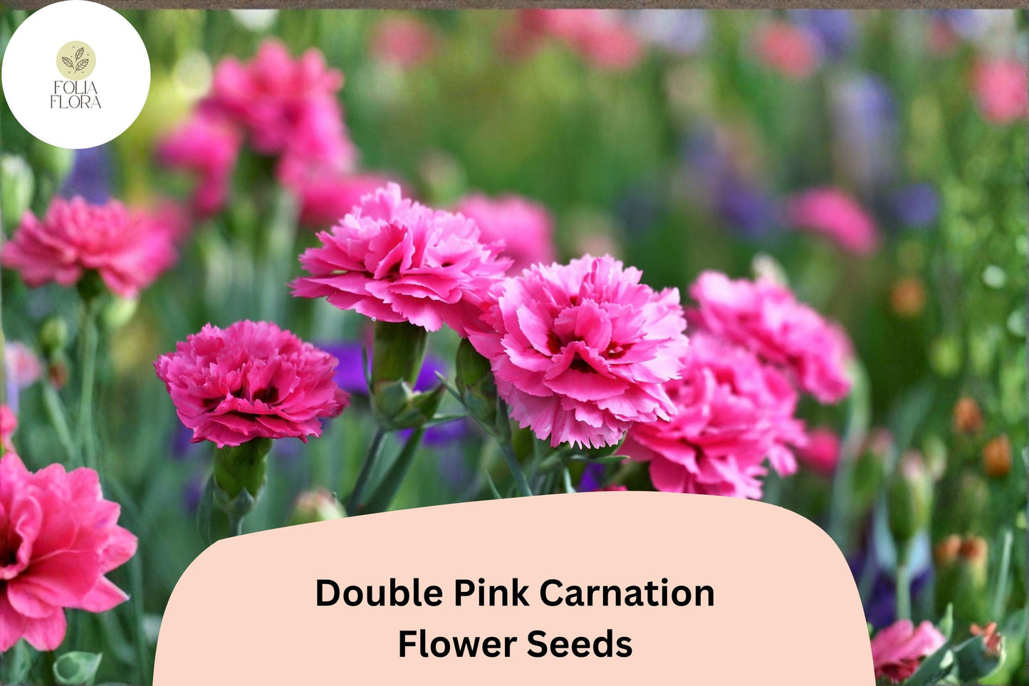 200+ Double Pink Carnation Seeds: Frilled Blooms, Hardy Garden Flowers, Easy to Grow, Fragrant Perennial for Beds & Borders