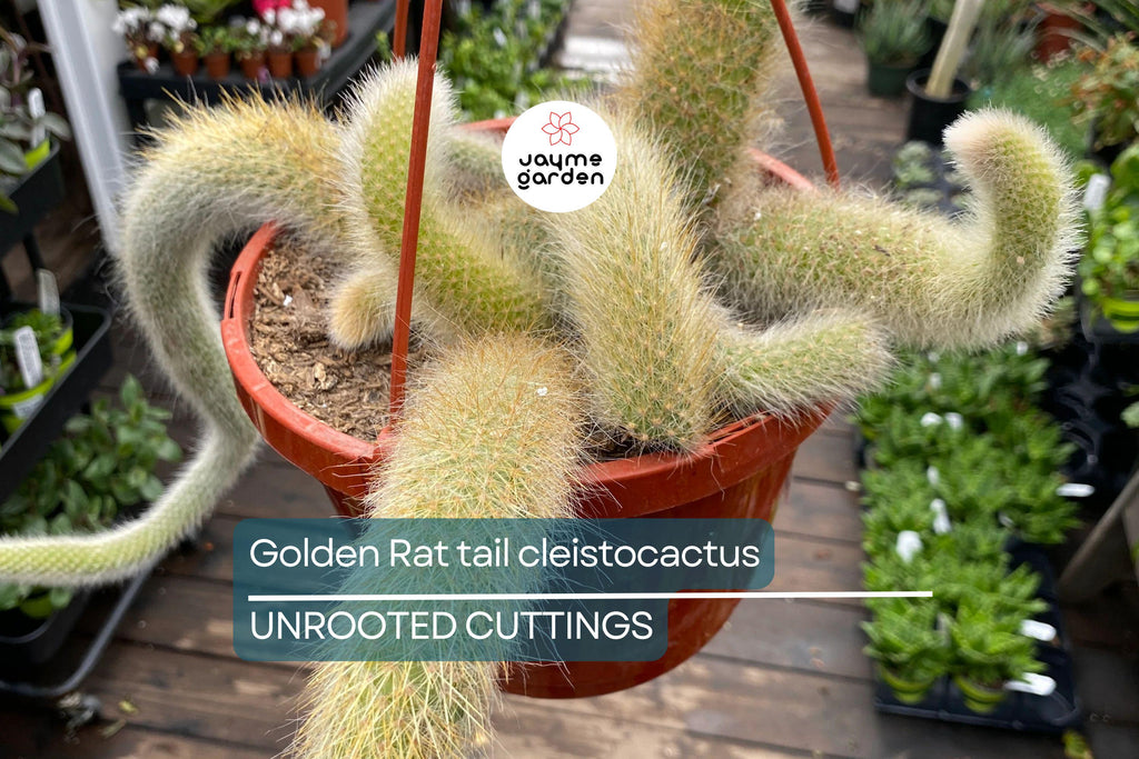 Gold Rat Tail Cactus | 3 Live Cuttings | Rare Cleistocactus Succulent | Drought-Tolerant | Easy to Grow