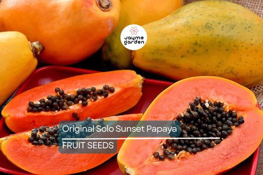 25 Solo Sunset Papaya Seeds – Sweet Red/Pink Fruit, Fast-Growing, Bears in 9 Months, Tropical & Container Friendly, Free Shipping!