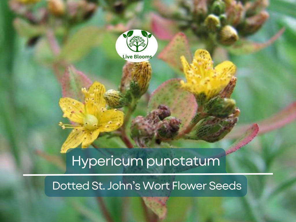 50 mg Seeds Hypericum punctatum (Dotted St. John's Wort) for Planting | Pollinator-Friendly Wildflower