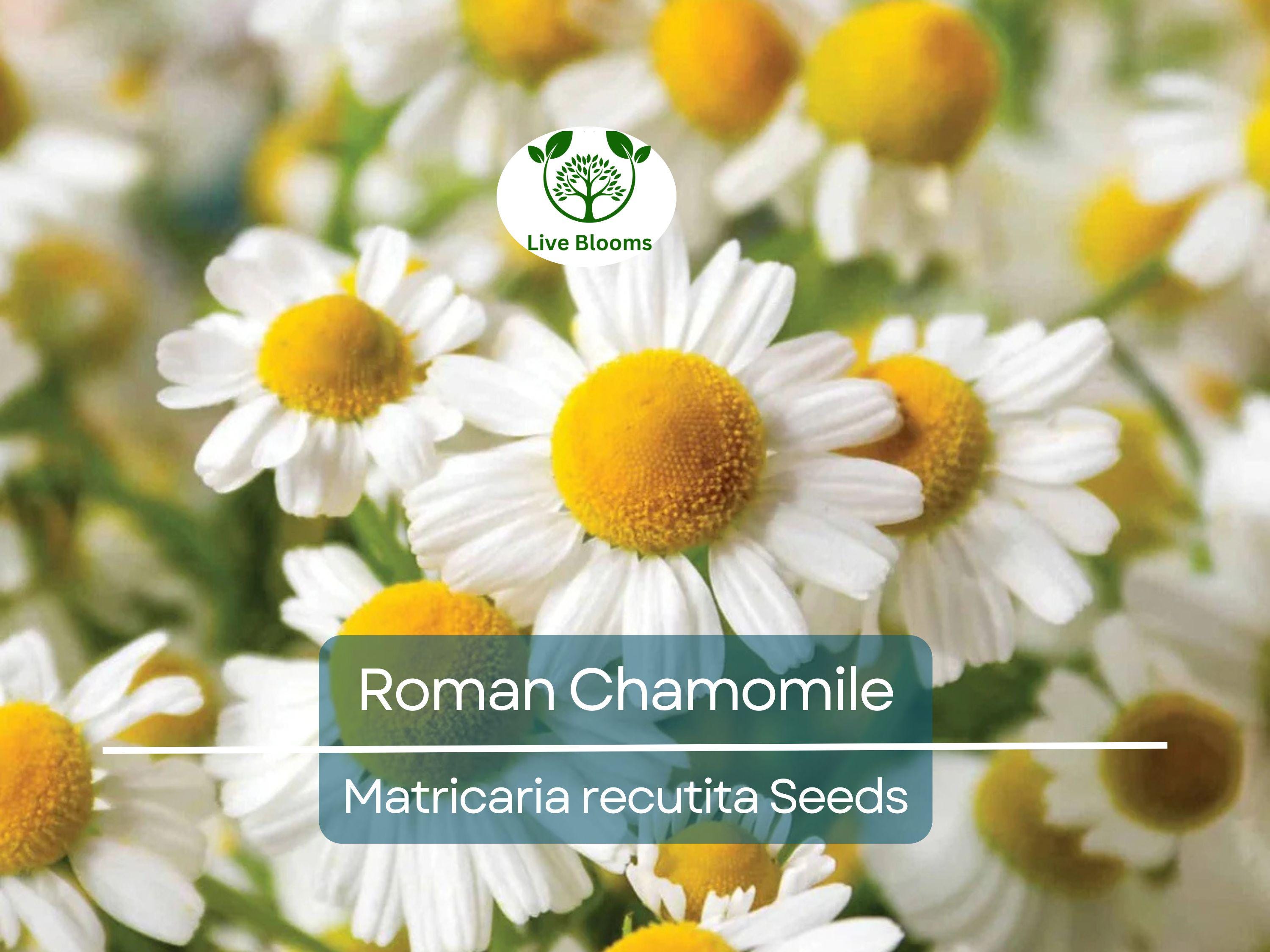 500 Seeds Herb Roman Chamomile, Heirloom, Fragrant Perennial, Non-GMO, Matricaria recutita, Tea, Garden, Aromatic