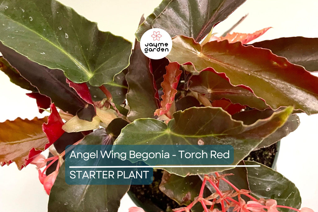 Angel Wing Begonia - Torch Red | Tropical Houseplant in 4" Pot | Vibrant Indoor Plant | Easy Care Live Plant for Home or Office