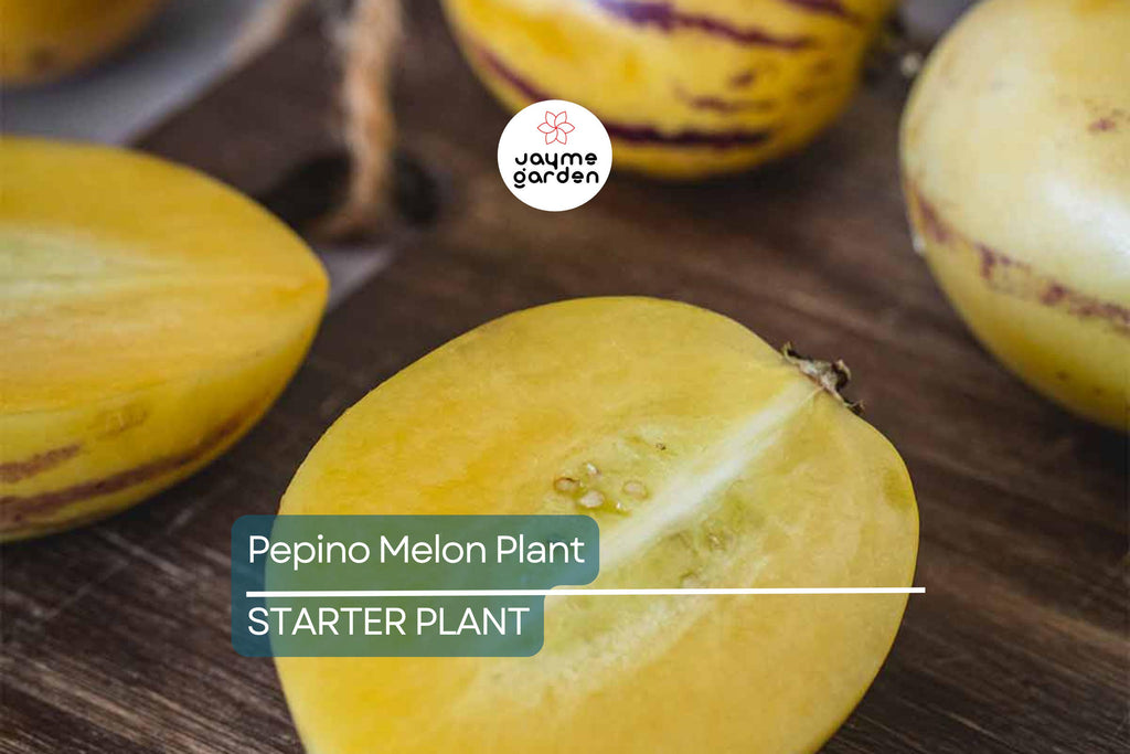 Pepino Melon Plant Cutting | Sweet Golden Ginseng Fruit | Live Starter Plant with Pot | Bushy, Perennial & Evergreen