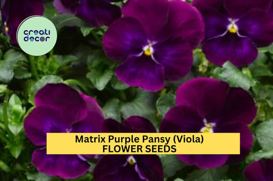 200+ Matrix Purple Pansy Seeds – Deep Violet Blooms for Garden Planting, Cold-Hardy Flowers for Borders, Beds & Pots – USA