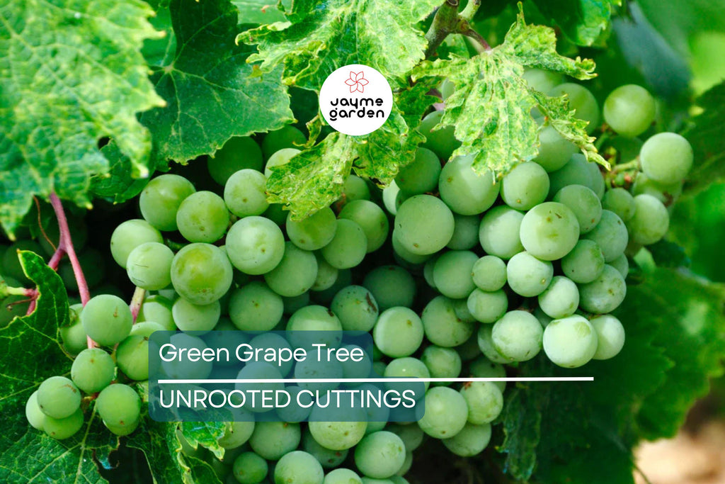 Green Grape Tree Cutting Vine with Pot – Live Sweet Seedless Small Fruit Plant, Perfect for Outdoor Gardens