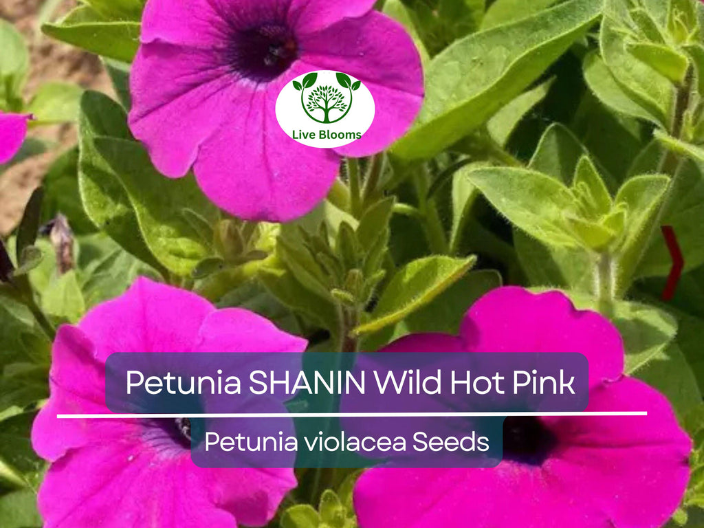 2000 Seeds Petunia SHANIN Wild Hot Pink Flowers, Spring Garden, Garden Petunia Seeds, Annual Container Plants, Petunia x hybrida, Hot Pink