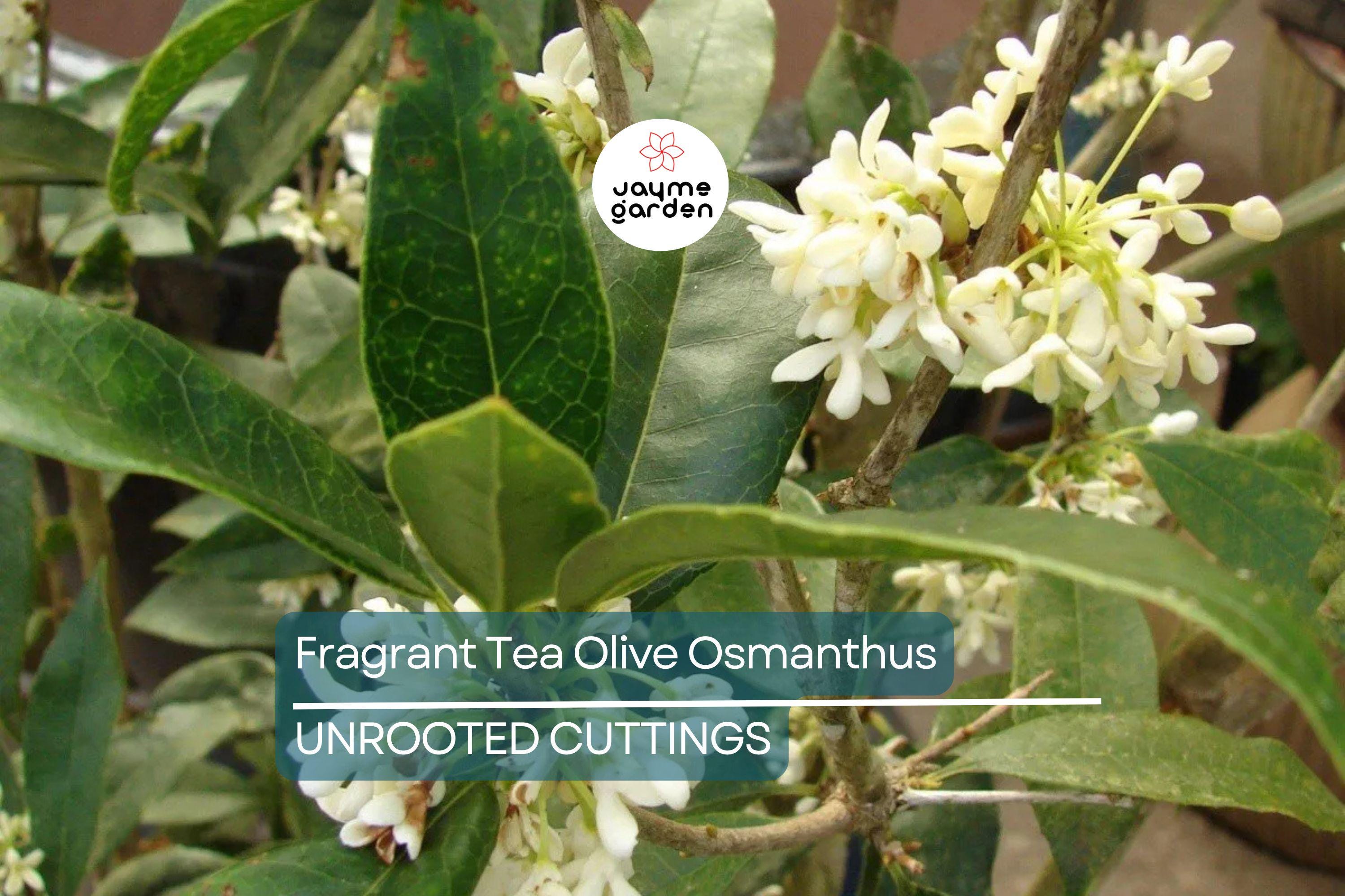 8 Fragrant Tea Olive Osmanthus Fragrans Live Cuttings 8”+ - Sweet Tea Evergreen, Fast-Growing, Aromatic, Edible Flowers