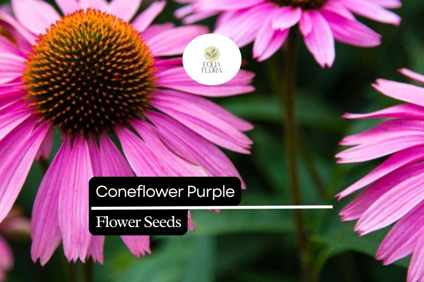 25 Seeds  Purple Coneflower (Echinacea purpurea) | Pollinator-Friendly | Drought-Tolerant Perennial, Vibrant Blooms