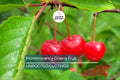 Montmorency Cherry Fruit Tree 8" Cuttings - 8 Fresh Scion Wood for Rooting & Grafting