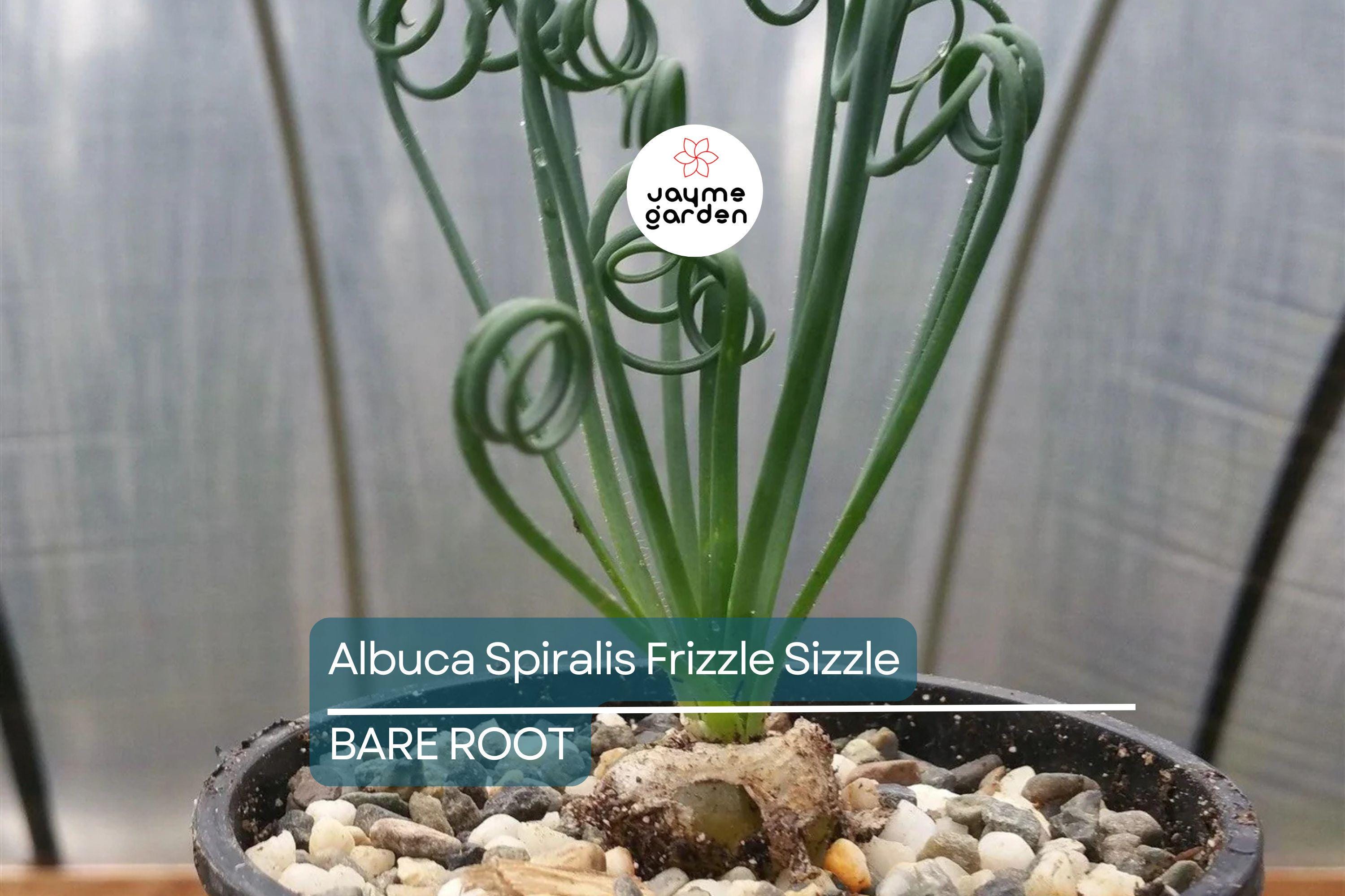 Albuca Spiralis ‘Frizzle Sizzle’ – 1 Large Corkscrew Succulent Bulb, 1" Tall, Unique Spiral Leaves