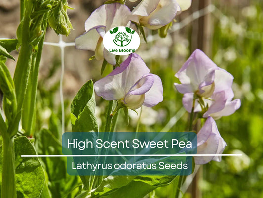 50 Sweet Pea Seeds High Scent (Lathyrus odoratus) Bi-Colored Fragrant Vine Non-GMO, Most Fragrant Flowers, Perfect for Garden