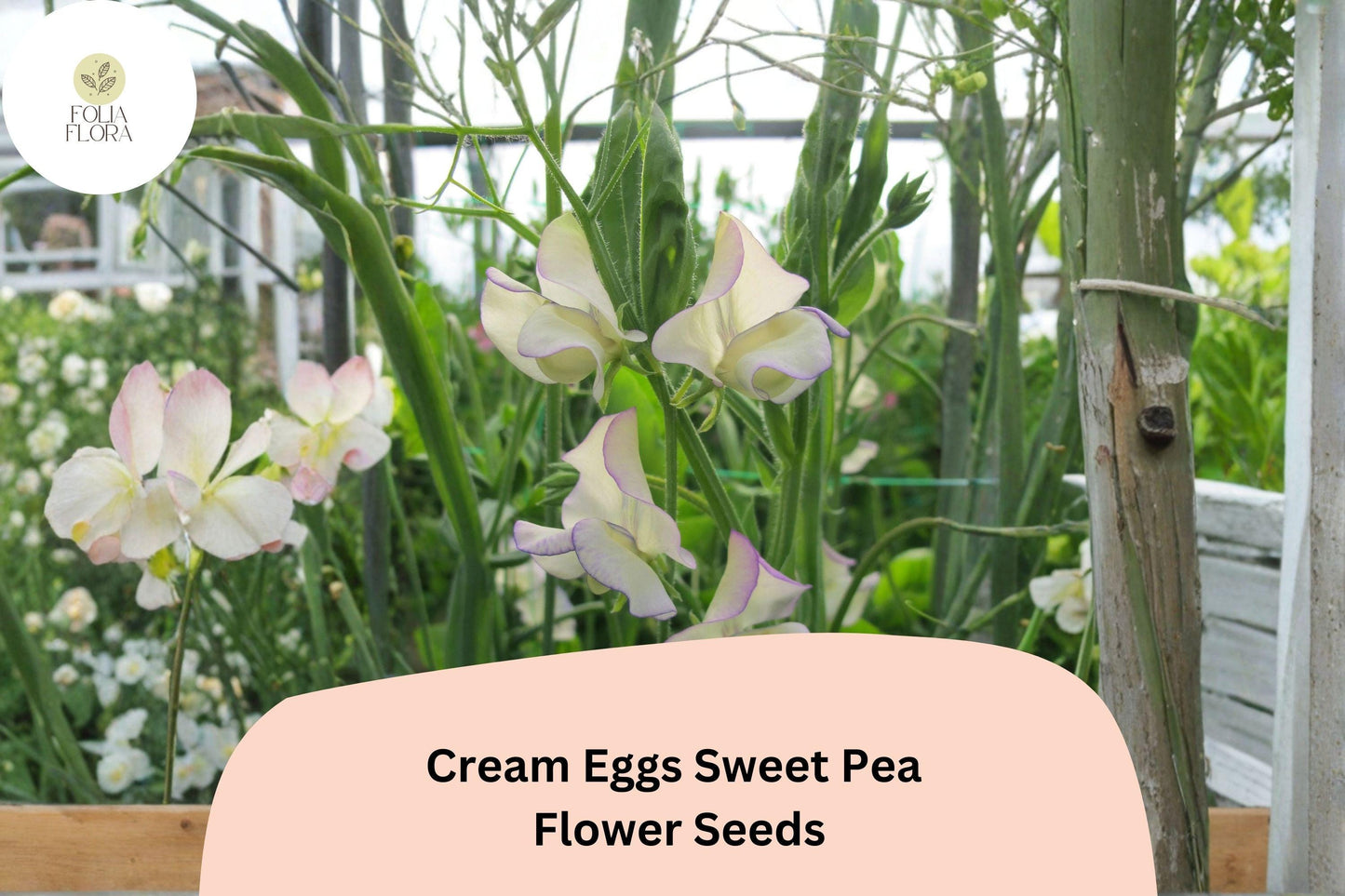 Cream Eggs Sweet Pea Seeds | Lathyrus odoratus Cream & White Blooms Garden Planting (50+ Seeds)