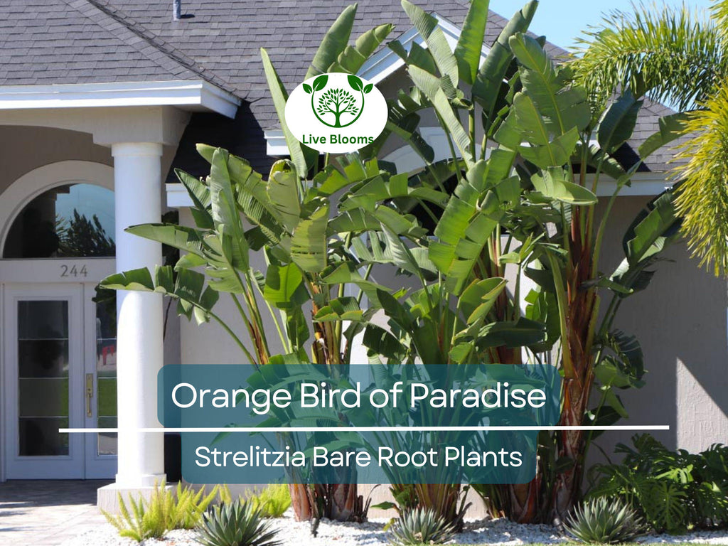 1 Orange Bird of Paradise – Strelitzia Reginae Live Bare Root Plant 3–6” – Tropical Flower for Container or Landscape