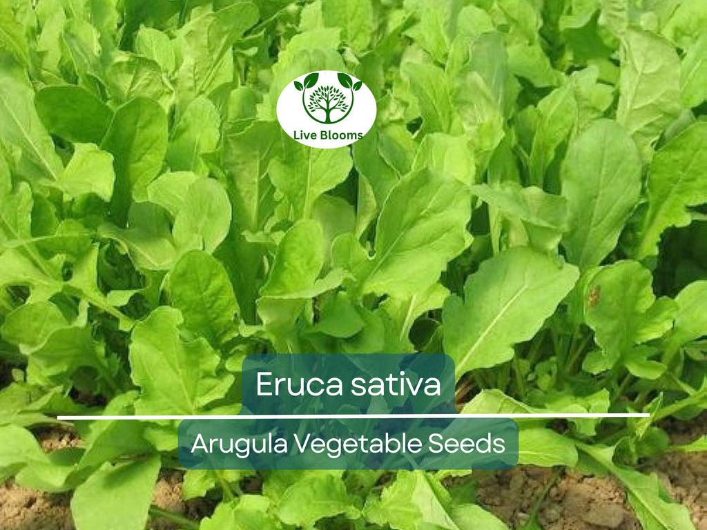 700 Seeds Arugula (Eruca sativa) – Non-GMO, Heirloom, Fast Growing, Perfect for Garden, Organic Planting, Great for Salads & Healthy Dishes