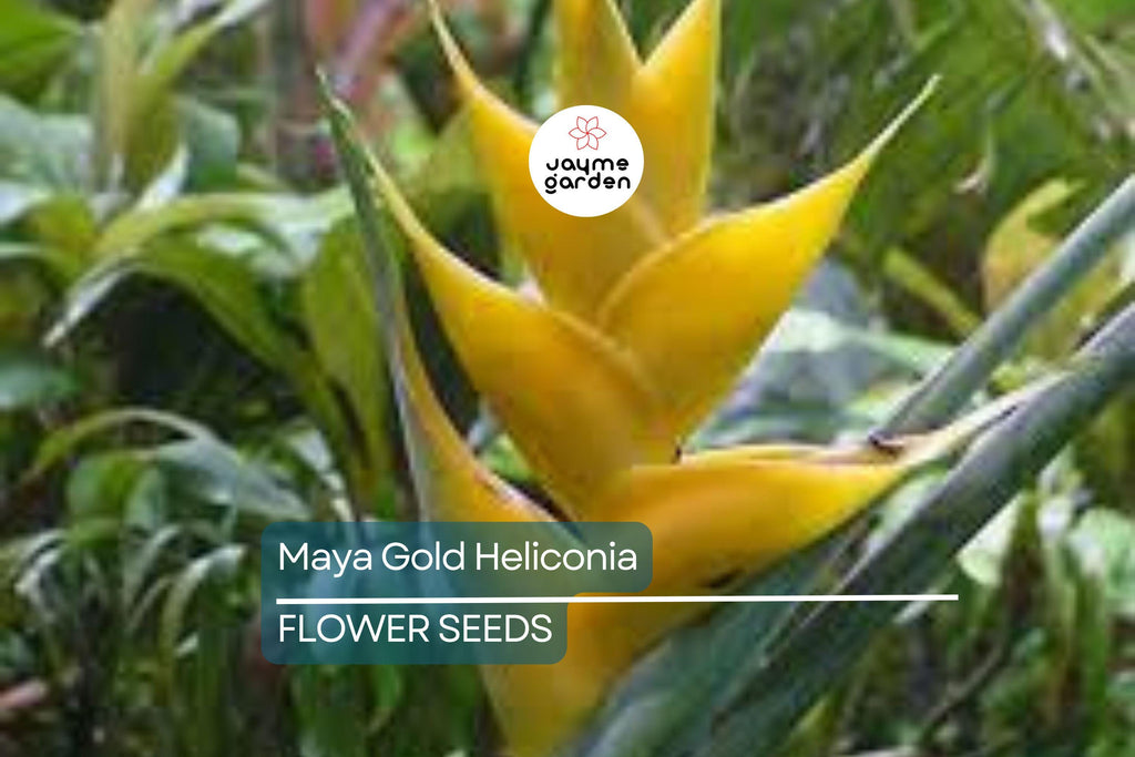 5 Mayan Gold Heliconia Seeds (H. champneana) - Rare Lobster Claw Parrot Beak Flowers