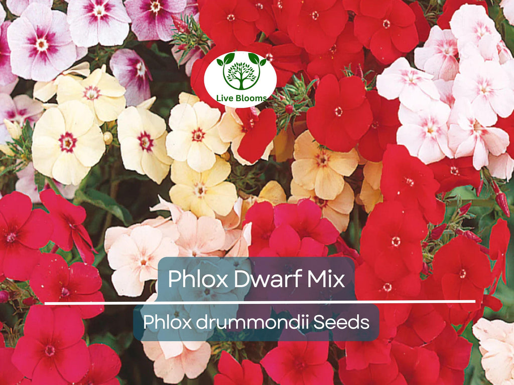 200 Phlox Dwarf Mix Seeds - Heirloom Non-GMO Spring Blooms, 12" Tall, Rock Gardens, Perennial, Phlox drummondii, Garden Flower