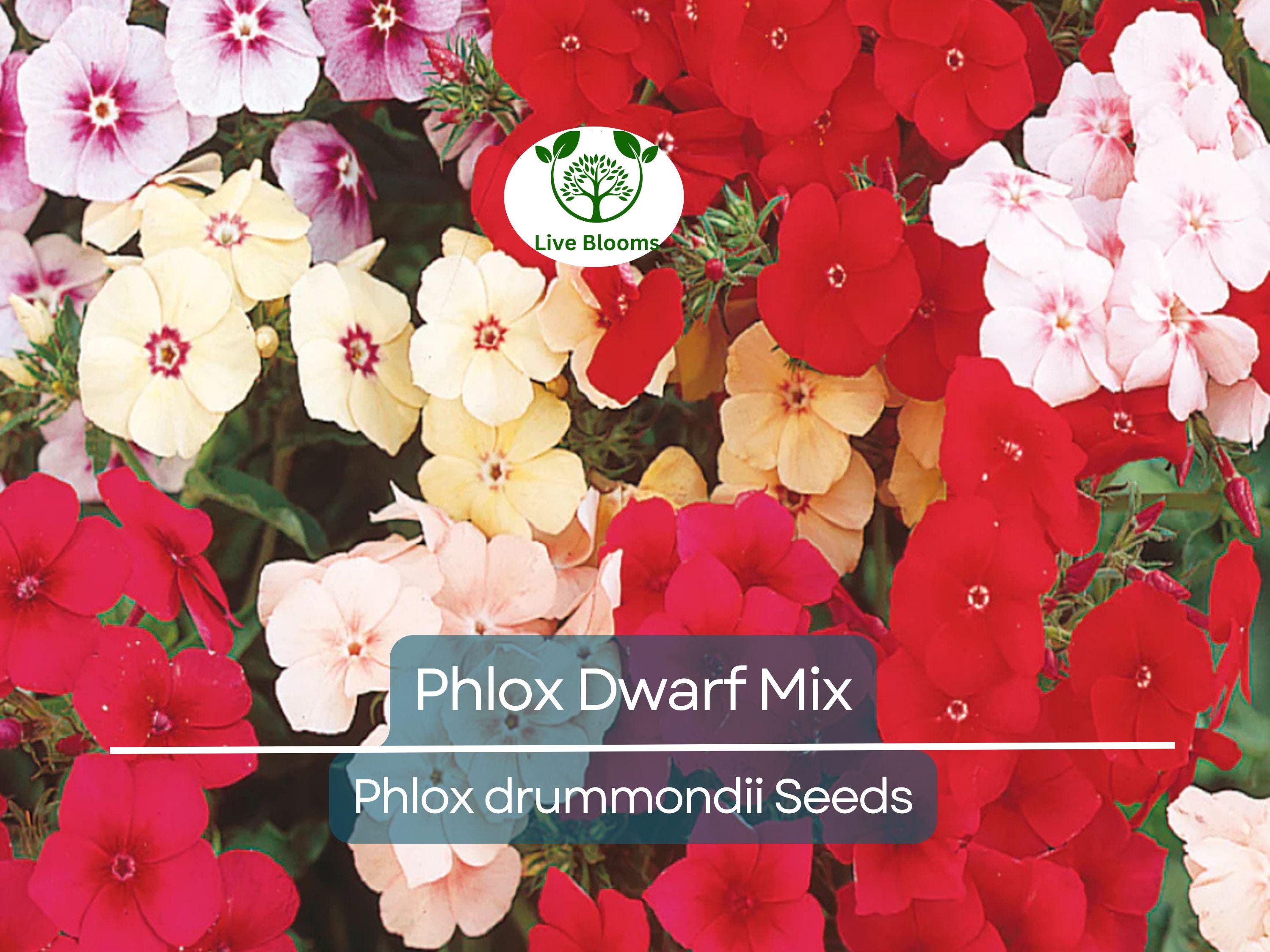 200 Phlox Dwarf Mix Seeds - Heirloom Non-GMO Spring Blooms, 12" Tall, Rock Gardens, Perennial, Phlox drummondii, Garden Flower