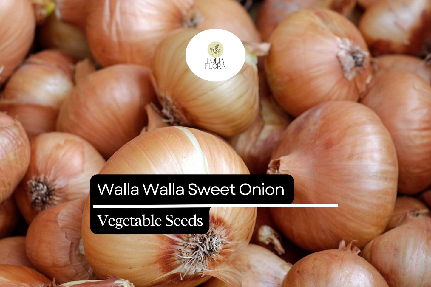 100 Seeds Walla Walla Sweet Onion – Allium cepa, Large Mild Onions, Garden Favorite