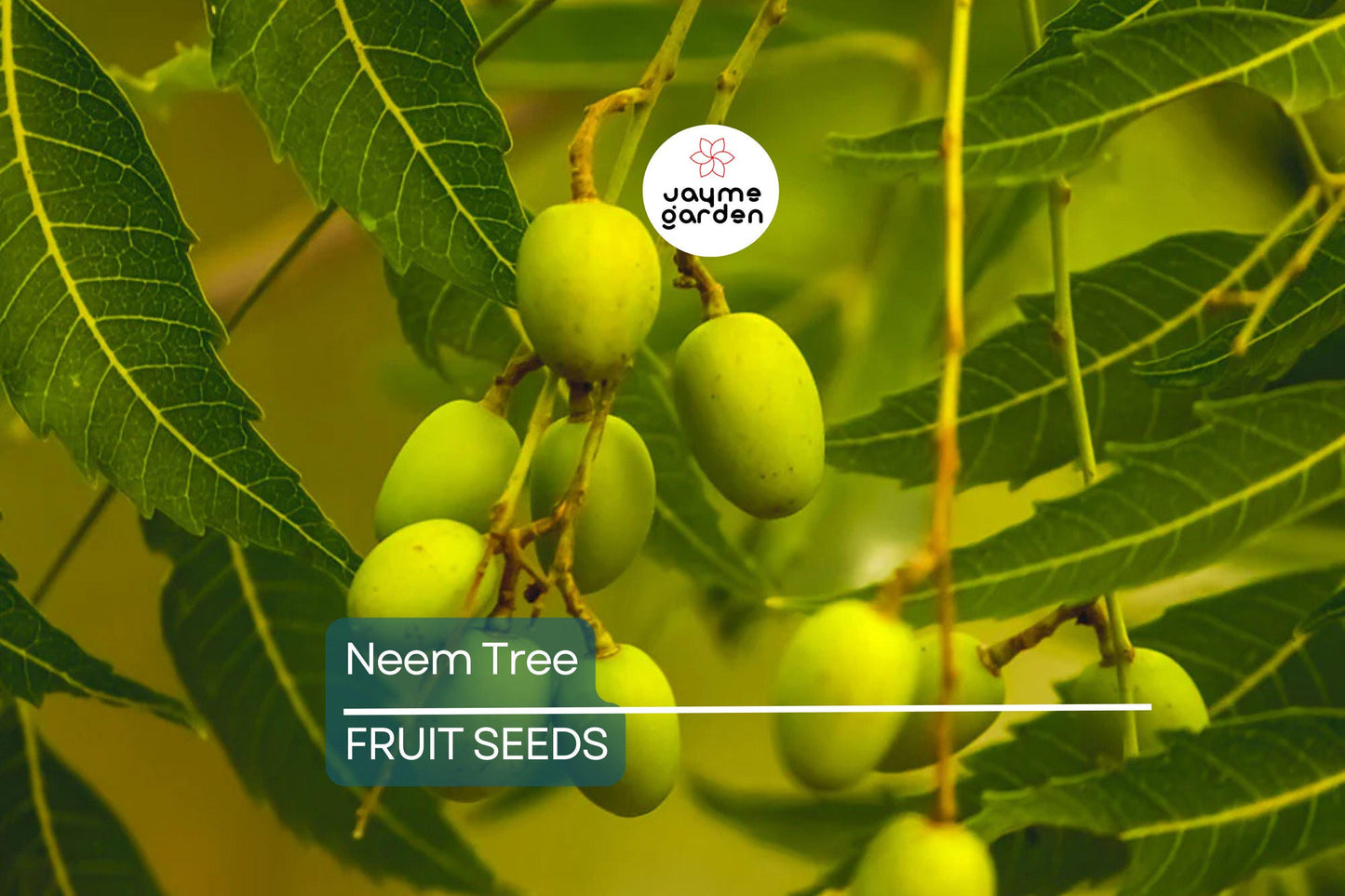 Rare Neem Tree Seeds - Azadirachta indica, 50-65 ft Tall, USDA Zones 10-12, Full Sun, Well-Drained Soil, 10 Seeds per Pack